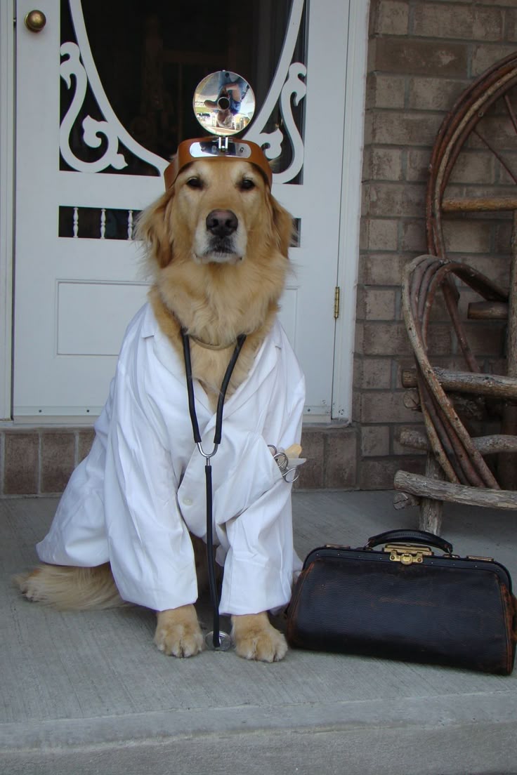 Dog dressed as doctor