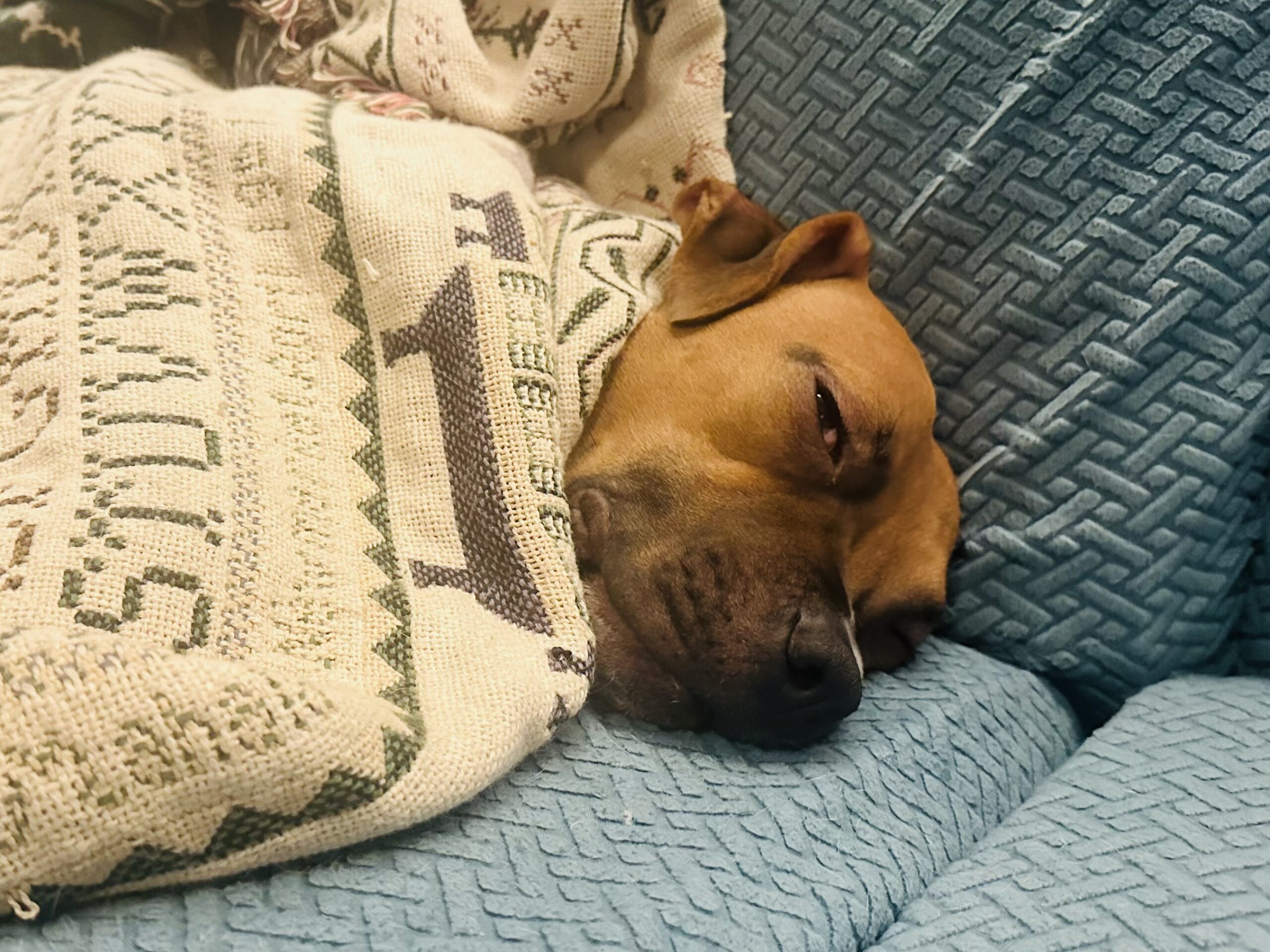 Katsu the dog tucked up in a blanket