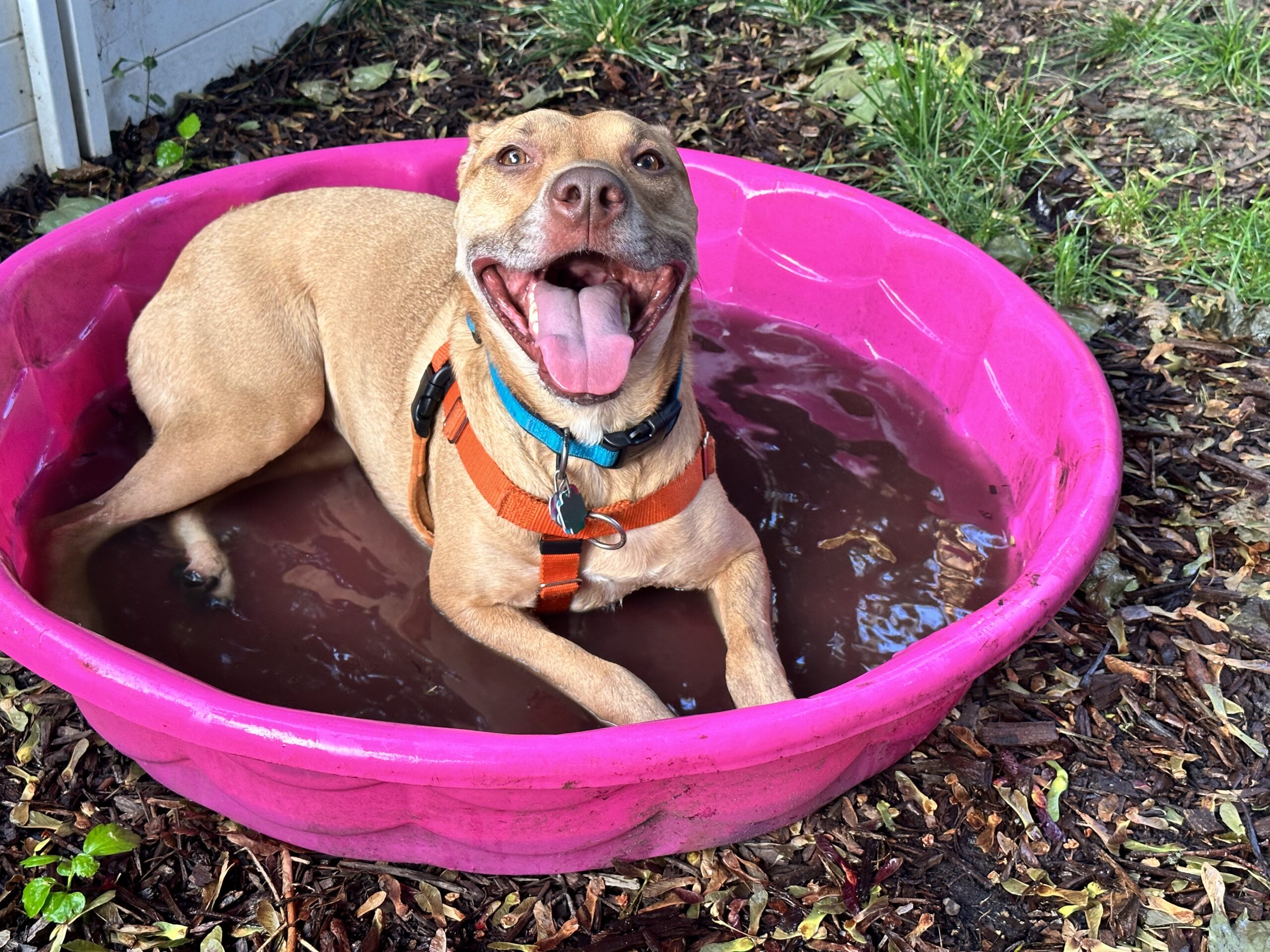 Miso the dog in a pink wading pool