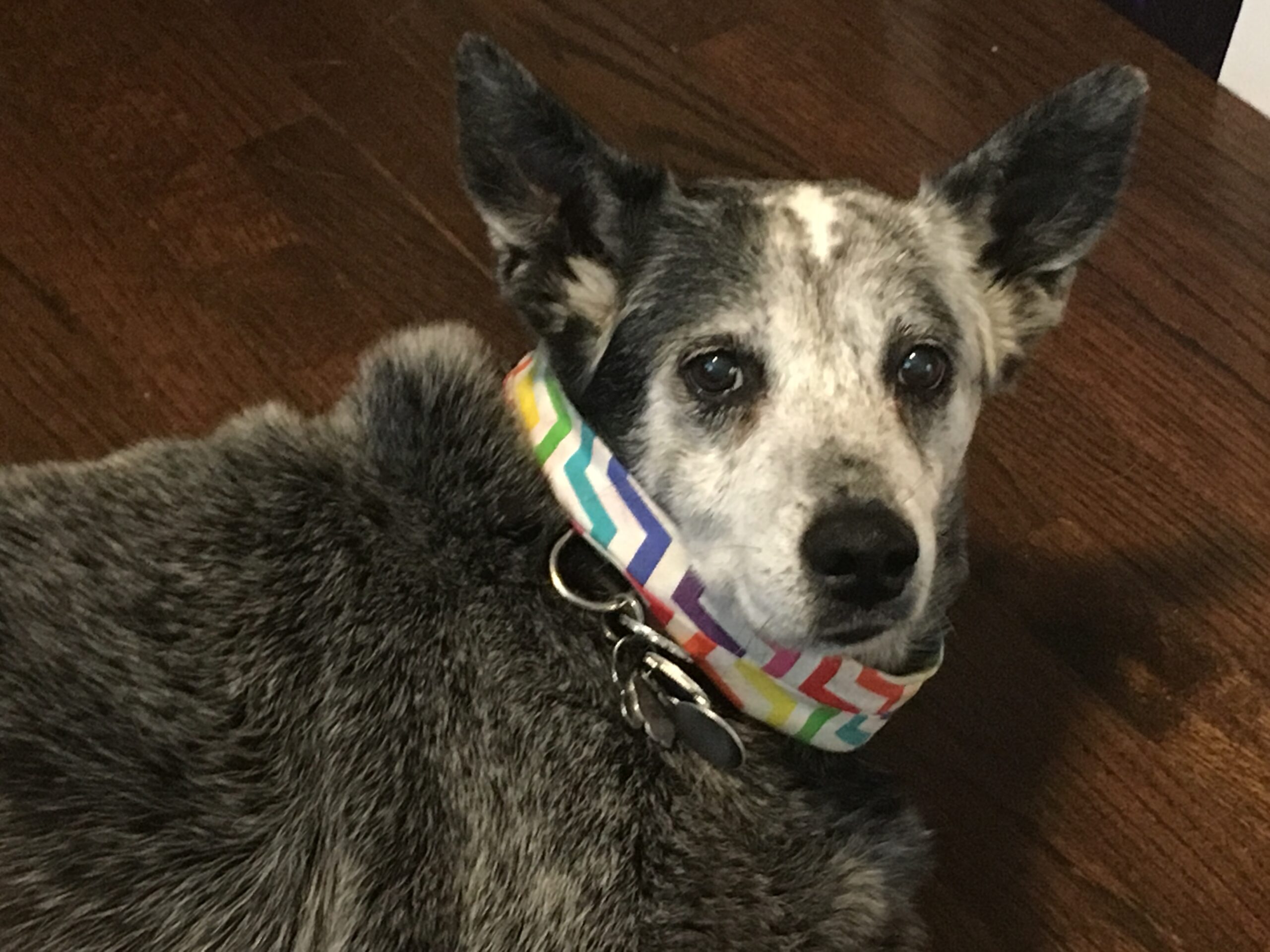 Dusty in a brightly colored collar